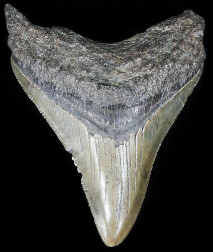 Serrated, Fossil Megalodon Tooth - South Carolina #52975